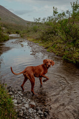 Red hunting vizsla dog in the mountains by the mountain river