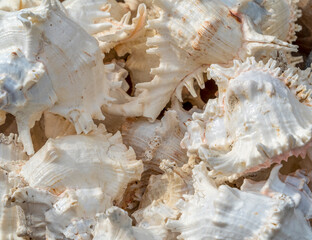 Fototapeta na wymiar Marine snail shells