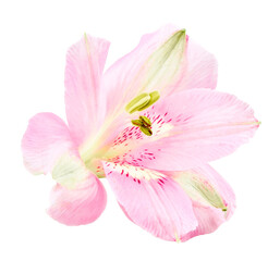 Fototapeta na wymiar Beautiful flowers isolated on transparent background. PNG format 