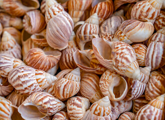 Marine snail shells