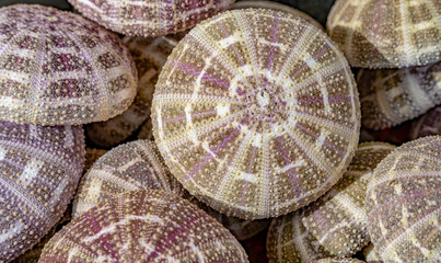 Sea urchin tests