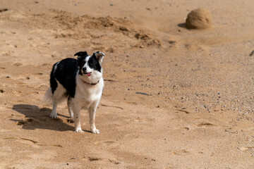 A happy dog on a sea beach is waiting to play the game.