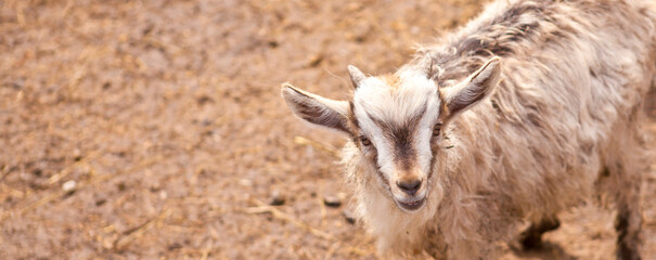 goat looking at the camera.