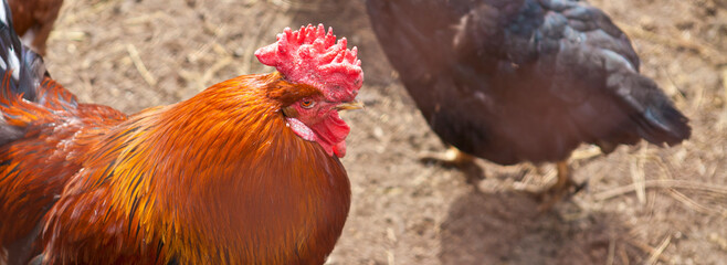 beautiful bright rooster and hens in a paddock.
