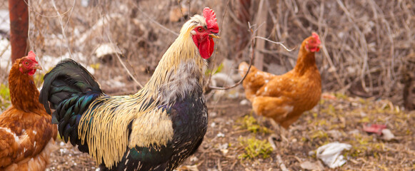 beautiful bright rooster and hens in a paddock.