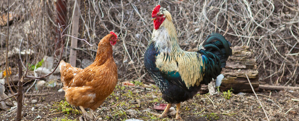 beautiful bright rooster and hens in a paddock.