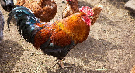 beautiful bright rooster and hens in a paddock.