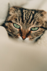 Beautiful domestic cat with green eyes in a soft bed 