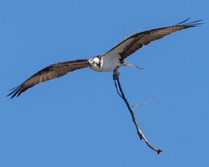 Fototapeta na wymiar Osprey bringing in branches for a nest