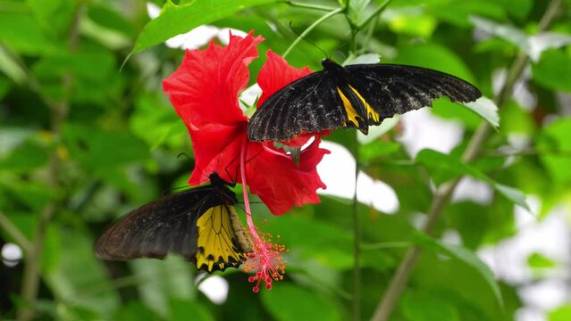 Tropical Butterfly's Paradise in Malaysia. Tropical colorful butterflies among flowering plants. "Troides rhadamantus", or Golden birdwing.