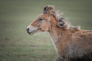 Beautiful thoroughbred horse on a farm in a cloudy spring day.