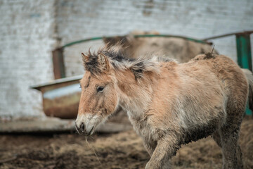 Fototapeta premium Beautiful thoroughbred horse on a farm in a cloudy spring day.
