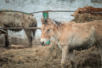 Beautiful thoroughbred horse on a farm in a cloudy spring day.
