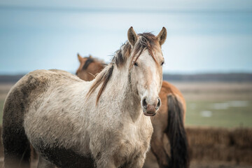 Fototapeta na wymiar Beautiful thoroughbred horse on a farm in a cloudy spring day.