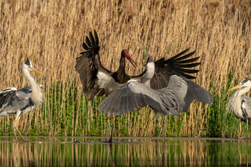 Black stork and Grey heron fighting © Johannes Jensås