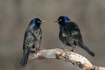 Grackles flying down to perch and jusing threat gestures against each other
