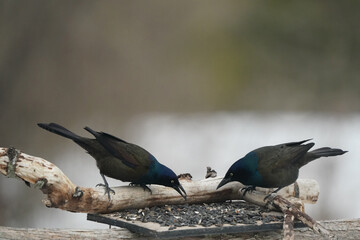 Grackles flying down to perch and jusing threat gestures against each other