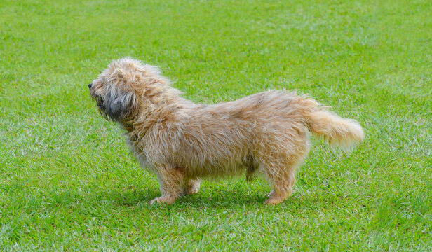 Side view of an old looking dog with uncombed hair on a beautiful green lawn.