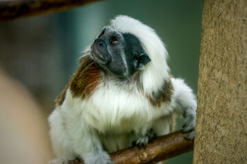 cotton-top tamarin