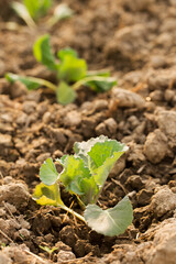 Young cabbage grow in a garden bed