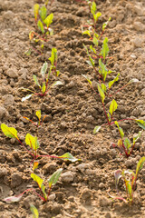 beetroots grow in a garden bed on a sunny day