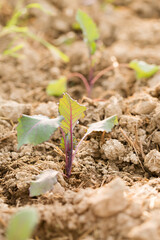 Young purple cabbage in the garden