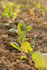 Young cabbage seedlings in the garden on a sunny day