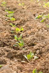 Young cabbage grow
