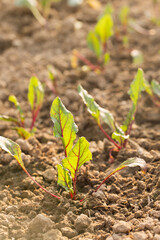 beetroots grow in a garden bed