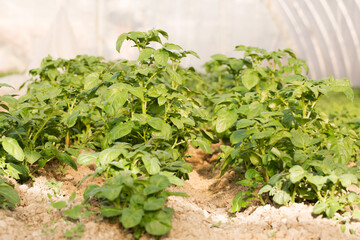 Young potatoes grow in a greenhouse