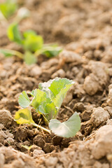 Young cabbage seedlings in the garden
