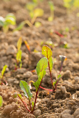 Fresh beet seedlings in a garden bed on a sunny day