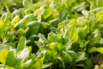 Fresh spinach in a garden bed on a sunny day