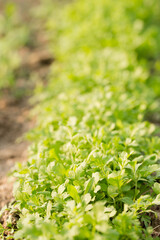 sharp watercress salad