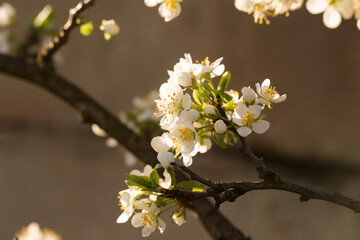 plum in early spring