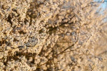 Flowering blackthorn in early spring, close-up