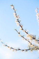 Flowering blackthorn in spring, close-up