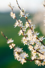 Flowering blackthorn, close-up