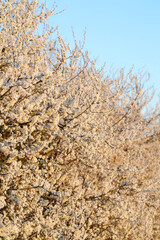Flowering blackthorn in early spring