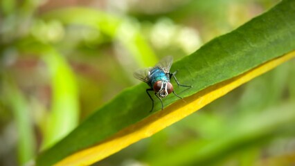 Flies on top of green yellow leaves. Despite their small size, flies are incredibly diverse, with over 120,000 known species found in almost every habitat on Earth.
