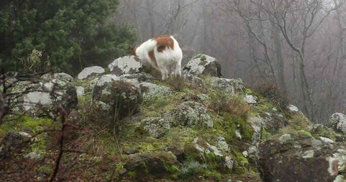 dog in a foggy forest. jack russell terrier jumping over stones. pet in the mountains. High quality 4k footage