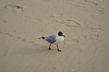 black-headed gull on the beach