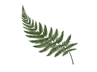 fern Watercolor © Smiling Moon