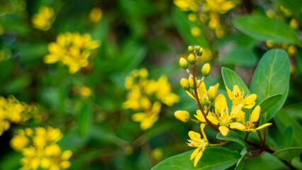 Yellow flowers in a flower garden. Blurred background. Close-up shot.