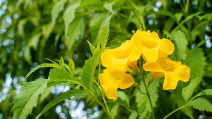 Yellow flowers in a flower garden. Blurred background. Close-up shot.