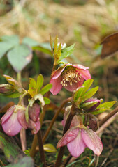 Blooming hellebore plant in early spring