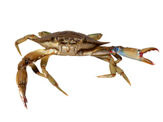 Dark green crab with claws spread front view isolated