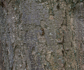 Close-up of the bark of sorbus arranensis