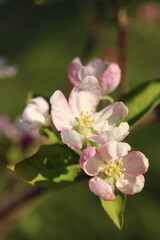 Up close of pink apple tree blossoms in the spring