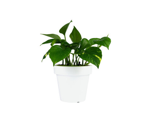 Houseplant (Epipremnum Aureum) In A White Pot Isolated On White Background. House Plant Care.